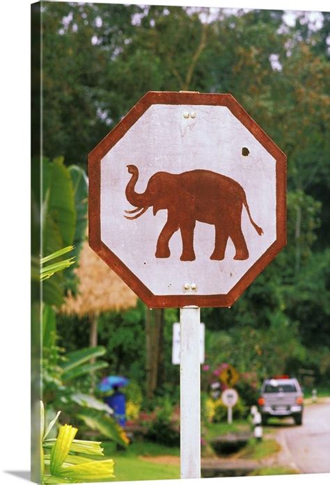 Asia Thailand Lampang Elephant Conservation Center Elephant