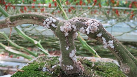 Cochinilla algodonosa de los cítricos Biocontrol daños y ciclo de vida