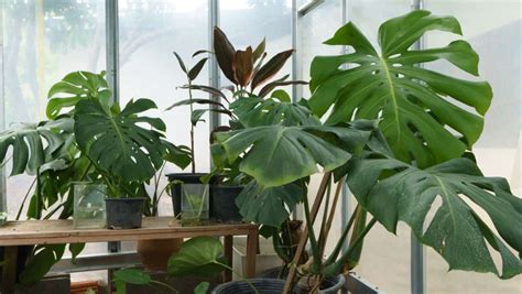 Best Fertilizers For Monstera Unleash Monstera S Luxurious Growth