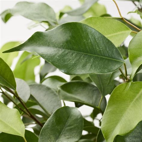 Ficus Benjamina Plantă Naturală Ficus Benjamina Exotica Asortate Ikea