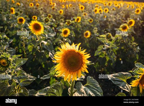 Sunflowers Field Field Of Blooming Sunflowers Stock Photo Alamy