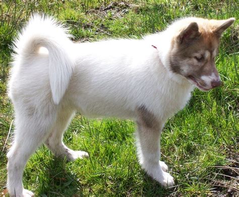 Canadian Eskimo Dog Info, History, Temperament, Training, Puppy, Pictures