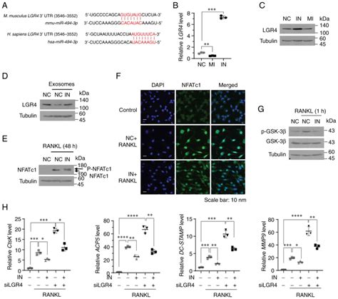 Rasstimulated Release Of Exosomal Mir P Promotes The Osteolytic