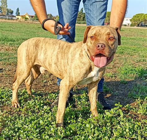 Grino Meraviglioso Pittbull Dal Manto Tigrato In Canile A Latina In