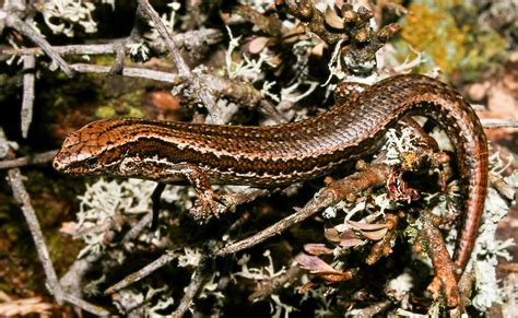 Canterbury grass skink (Oligosoma aff. polychroma Clade 4) • Rare Species