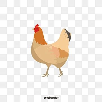 Chicken PNG Vector PSD And Clipart With Transparent Background For