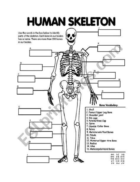 Skeletal System Esl Worksheet By Andrea Hart Worksheets Library