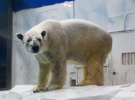 オスのホッキョクグマが来園します 平川動物公園公式サイト