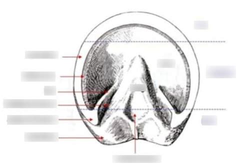 Equine Foot Lable Diagram Quizlet