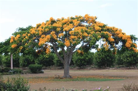 Delonix Regia Varflavida Yellow Poinciana Flickr Photo Sharing