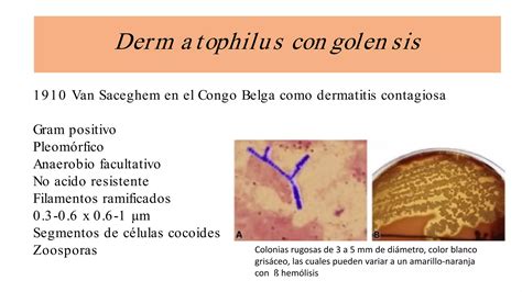 Dermatophilus Congolensis Ppt