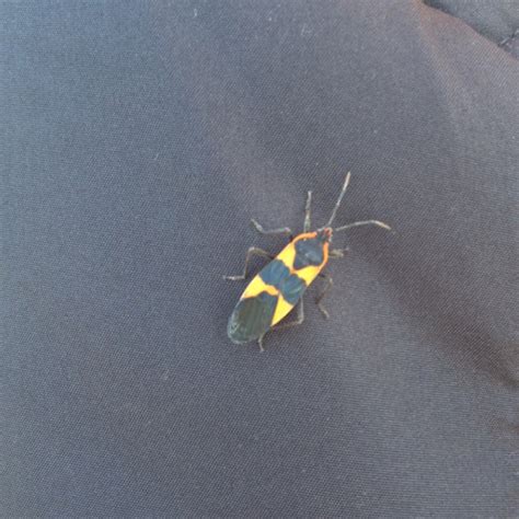 Large Milkweed Bug Project Noah