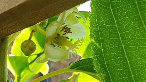 My Self Fertile Hardy Kiwi Aka Kiwi Berry Actinidia Arguta Issai Is