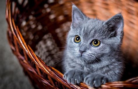 “Russian Blue Cat Price” adoption guide & Diet | Petcon News Me