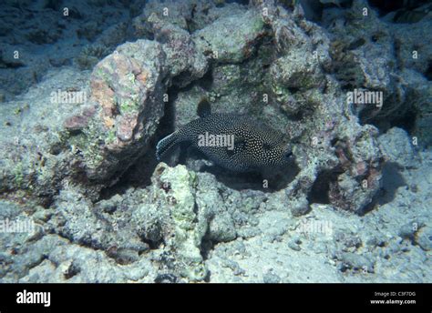 Guineafowl Puffer White Spotted Pufferfish Golden Puffer Arothron