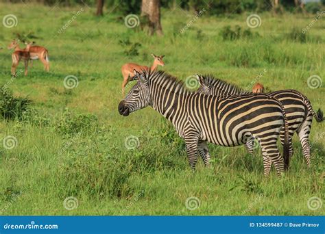 Cebras E Impalas Africanos Salvajes Rayados Imagen De Archivo Imagen