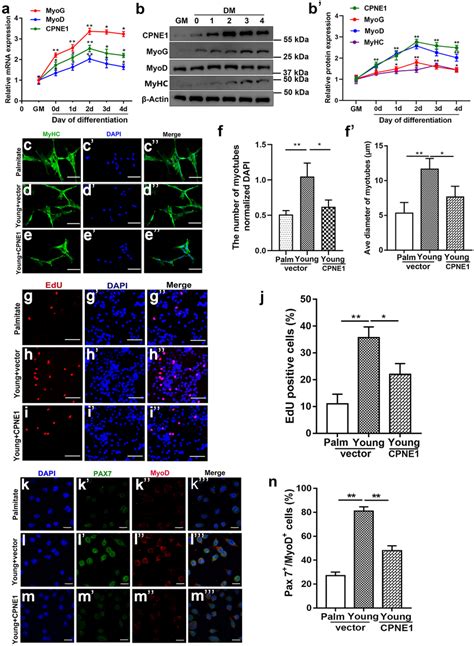 CPNE1 Inhibits Satellite Cells Differentiation And Myotube Formation