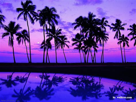 Tropical Night Wallpapers 4k Hd Tropical Night Backgrounds On
