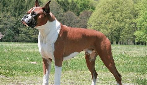 Boxer Profile Pets Thecountyoffice