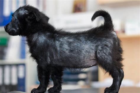 Demodex Milben Beim Hund Erkennen Und Behandeln