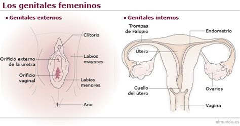 Los Genitales De La Mujer Descubre La Anatom A Interna Y Externa Femenina