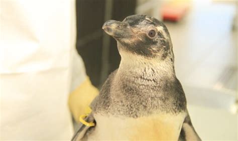 Só em setembro mais de 800 pinguins encalharam no litoral do Paraná