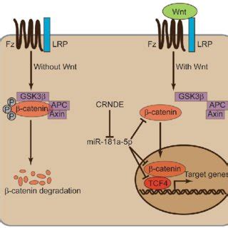 Schematic Representation Of Wnt Catenin Signaling Involved In