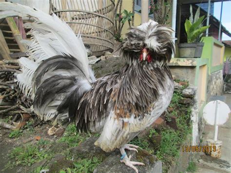 Ready Stock Ayam Poland Ternak Ayam Hias Dan Burung Eksotis