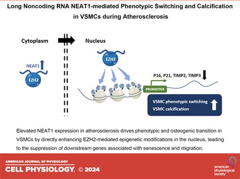 Neat Regulates Vsmc Differentiation And Calcification In As Long