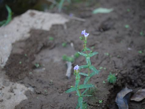 Amaragandhi Kannada ಆಮರಗಂಧಿ Scrophulariaceae Scrophula Flickr