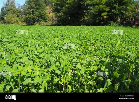 Field With Green Clover Organized Planting Of Clover Clover Trifolium