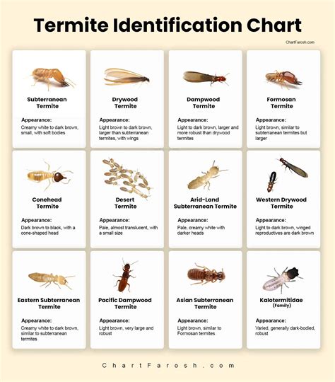 Termite Identification Chart Types Signs And Damage Guide