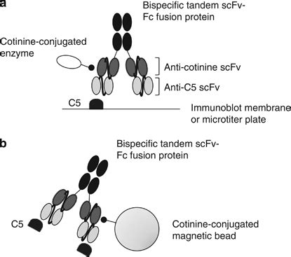 Application Of Bispecific Tandem Single Chain Variable Fragment