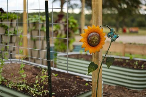 Best Raised Garden Bed Soil For Thriving Vegetables