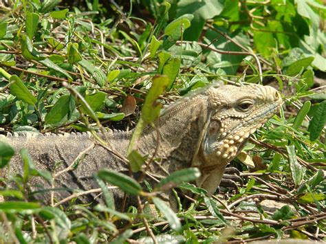 Galer A Villa Cayo Saet A En Cuba Gaviota Hoteles