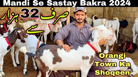 Sirf Hazar Me Qurbani Ka Bakray Mid Range Qurbani