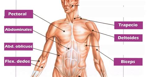 Imagenes De Los Musculos Mas Importantes Del Cuerpo Humano The Best