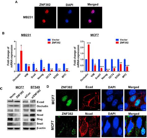 Znf Inhibits Emt And Stem Cell Properties In Breast Tumor Cells A