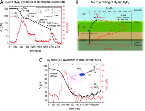 A Dynamics Of O 2 And H 2 O 2 Concentrations Measured Simultaneously