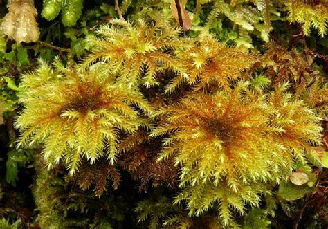 Hypnodendron Sp New Zealand Native Umbrella Moss Hypnoden Flickr