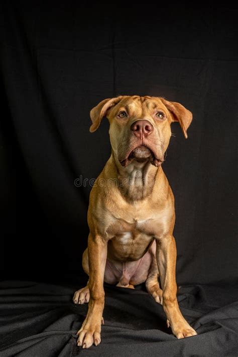 Retrato De Un Perro De Pit Bull Sentado Sobre Fondo Negro Foto De