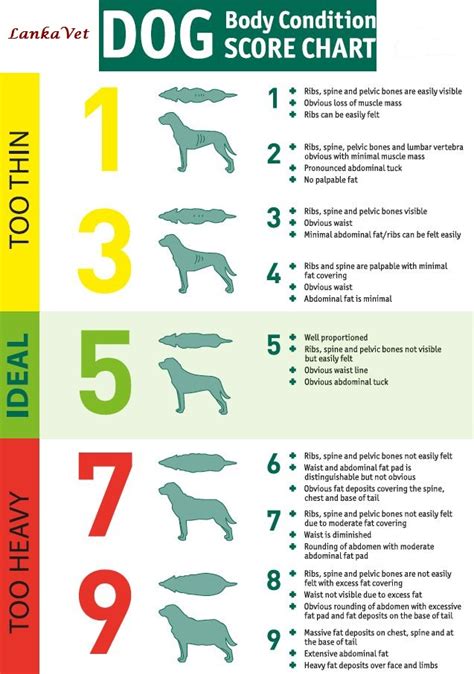 Lankavet Body Condition Score Charts Of Dogs And Cats