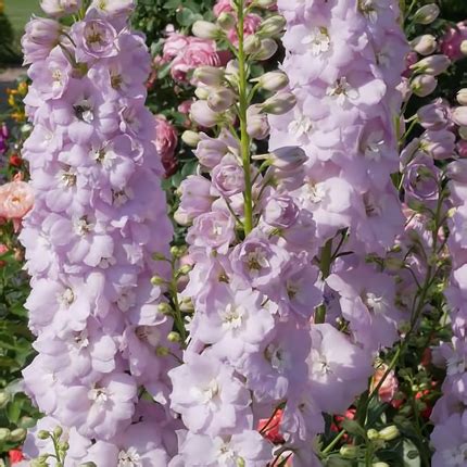 Дельфиниум: посадка и уход в открытом грунте - Flowers.ua