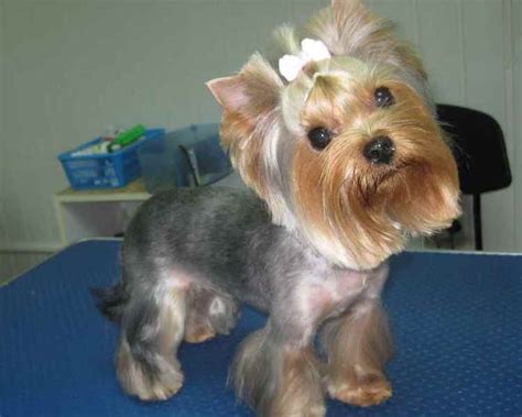 Yorkie Haircuts For Males And Females 60 Pictures Yorkielife