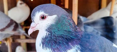 Portrait Of A Specific Pigeon In A Cage Close Image Of Beautiful