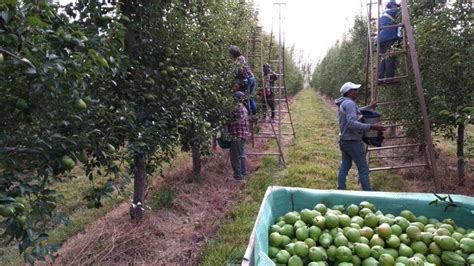 Cuándo se cosecharán las manzanas y peras en la región