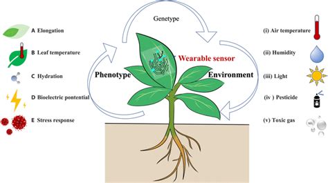 Wearable Sensor An Emerging Data Collection Tool For Plant Phenotyping Plant Phenomics