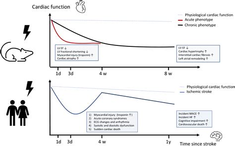 Strokeheart Syndrome Recent Advances And Challenges Journal Of The