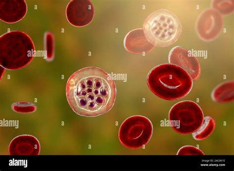 Plasmodium Vivax Schizont Fotografías E Imágenes De Alta Resolución Alamy