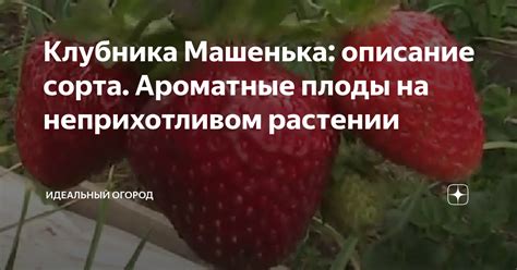 Клубника Машенька: описание сорта. Ароматные плоды на неприхотливом ...